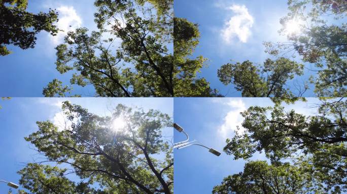 夏天阳光穿过树林树叶子风景视频素材