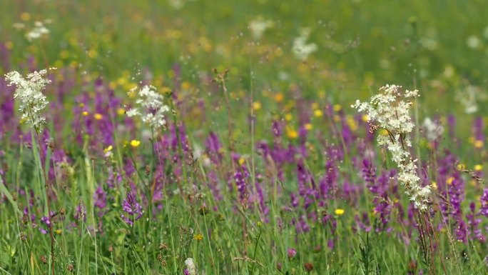 夏天五彩缤纷的草地上，蜜蜂用声音采集花粉
