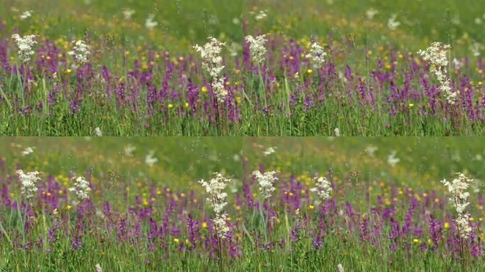 夏天五彩缤纷的草地上，蜜蜂用声音采集花粉