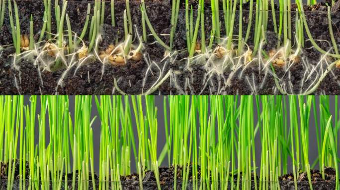 缩小小麦从种子生长的时间间隔。由种子生长的小麦。缩放时间推移在16:9的比例手机和社交媒体准备。