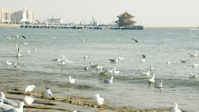 青岛栈桥游客海鸥升格拍摄