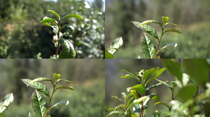 老茶叶明前茶 茶园茶叶 茶叶特写