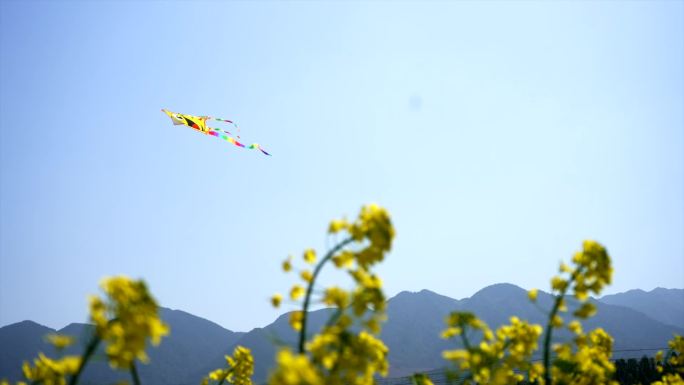 油菜花 花海 风筝