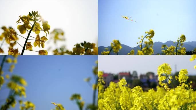 油菜花 花海 风筝