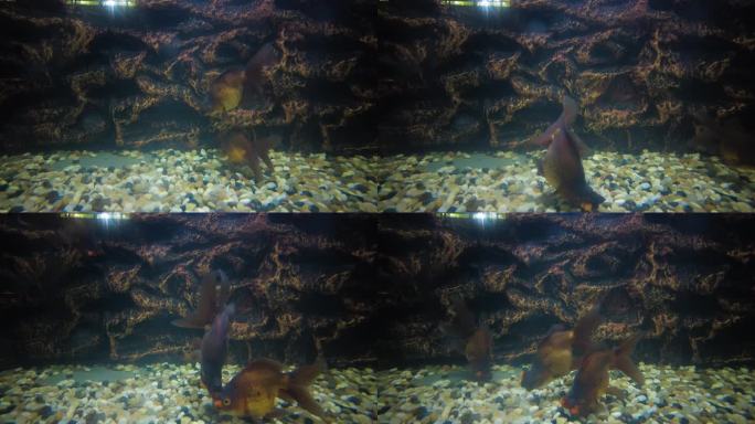 动物园的金鱼观赏鱼紫鱼红球
