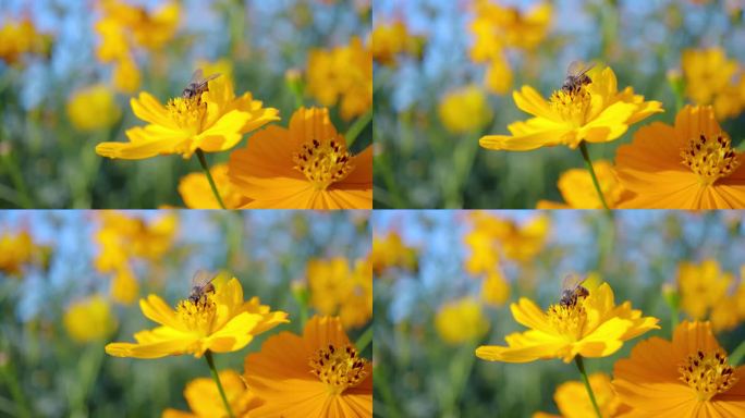 蜜蜂在黄色的宇宙花上