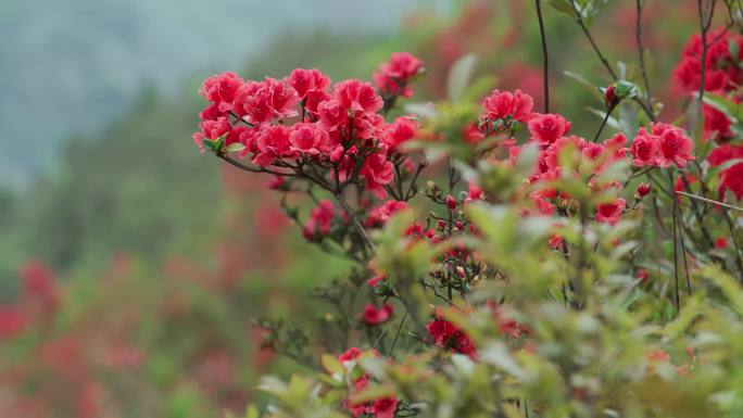 满山的 杜鹃花