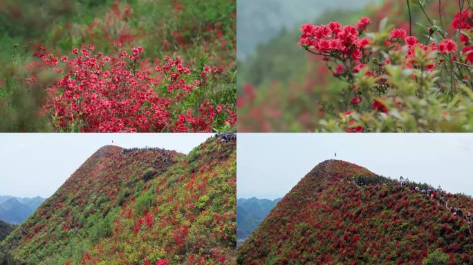 满山的 杜鹃花