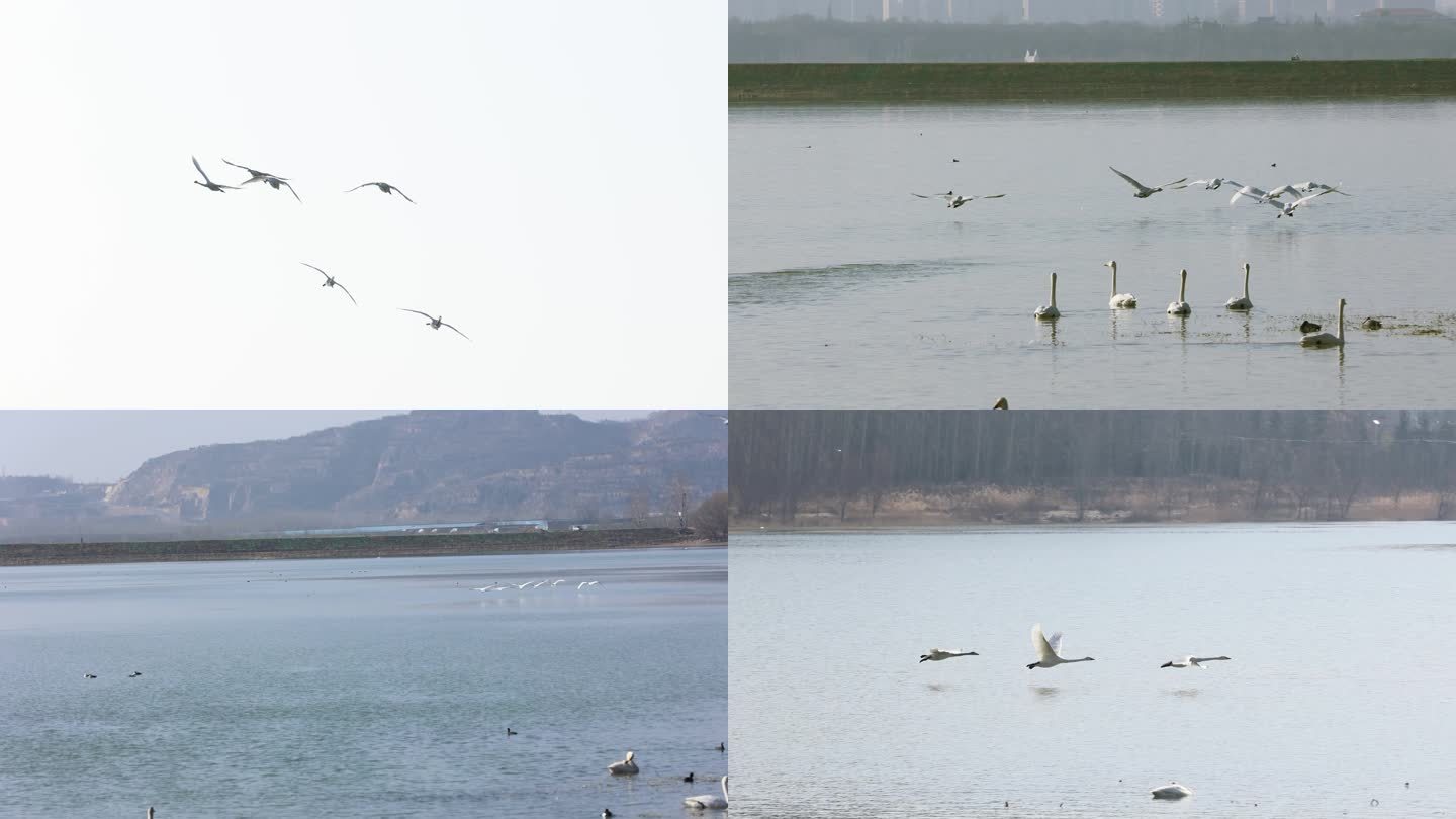 天鹅 飞翔 湿地 环境 生态保护