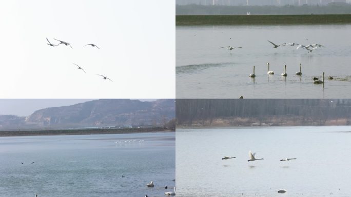 天鹅 飞翔 湿地 环境 生态保护
