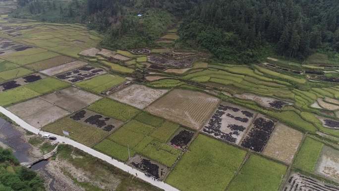 贵州黔东南黎平坑洞村采收香禾糯