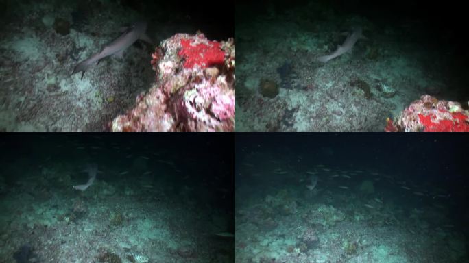 巨大的鱼和快速可爱的暗礁鲨鱼在马尔代夫水下特写。