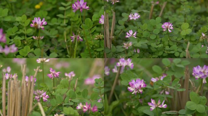 微风吹拂春风花朵小花