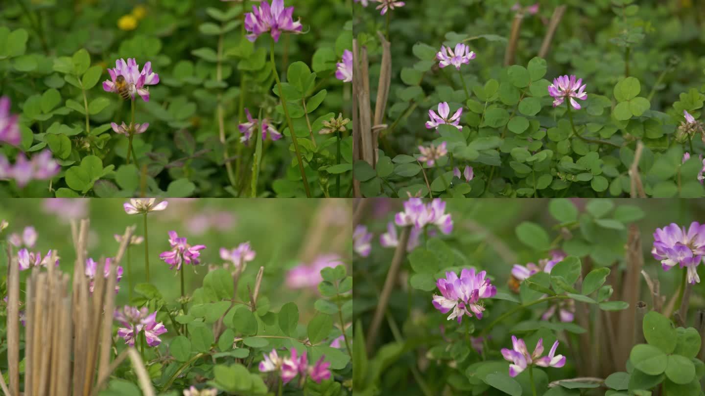 微风吹拂春风花朵小花