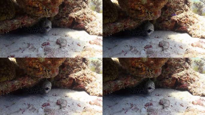 在马尔代夫，海底珊瑚下的海鳗在水下捕食。