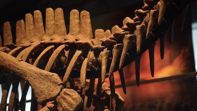 南阳博物馆恐龙化石