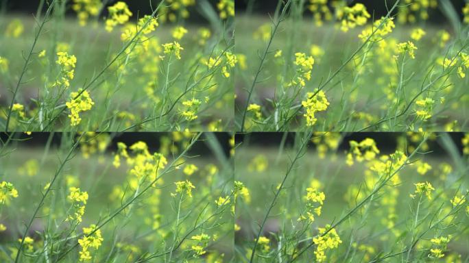 春天油菜花