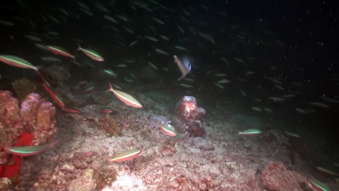 巨大的鱼和快速礁鲨在马尔代夫水下黑暗。