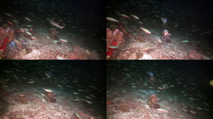巨大的鱼和快速礁鲨在马尔代夫水下黑暗。
