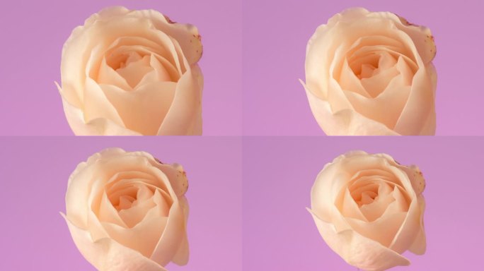 黄玫瑰花盛开在粉红色的背景下，延时4k缩放视频。