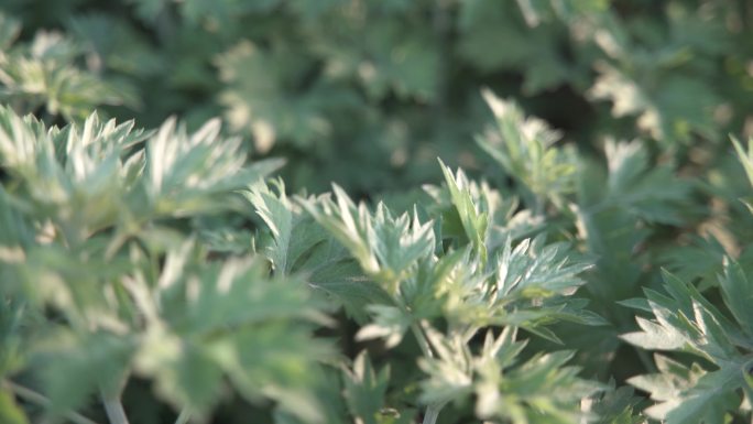 空镜唯美阳光下绿植树叶阳光