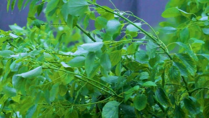 城市下暴雨下雨天雨水雨滴植物树叶子树木雨