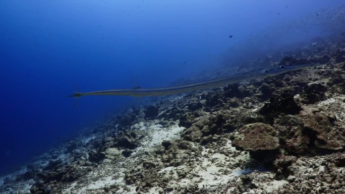 南太平洋，塔希提岛，朗吉罗亚，提普塔山口-暗礁上的剑鱼