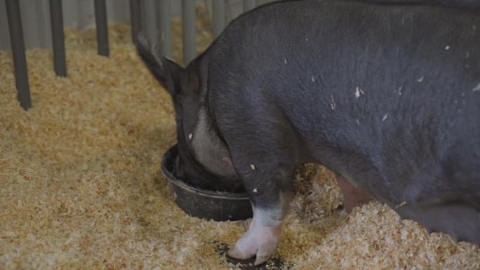 猪从猪盘里吃