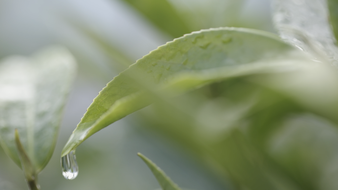 采茶茶叶制茶茶山茶园茶文化新华茶雨水