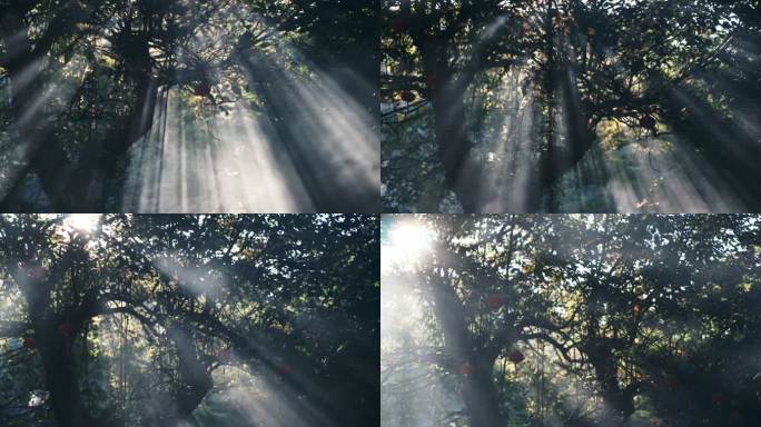 4K阳光下的树林丁达尔效应