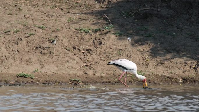 黄嘴鹳在流动的河水中觅食，旁边是浸在水里的尼罗河鳄鱼。广角镜头
