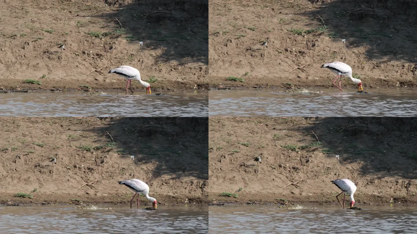 黄嘴鹳在流动的河水中觅食，旁边是浸在水里的尼罗河鳄鱼。广角镜头