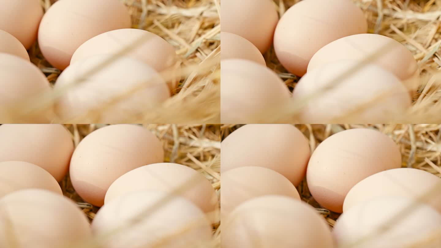 鸡窝里的鸡蛋特写实拍展示