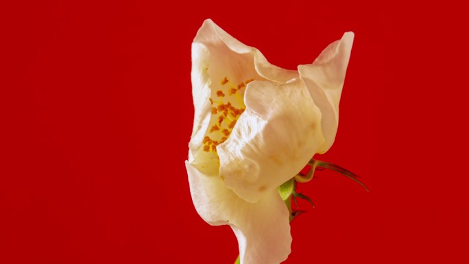 玫瑰臀花盛开和缩小在红色背景上的延时4k视频。