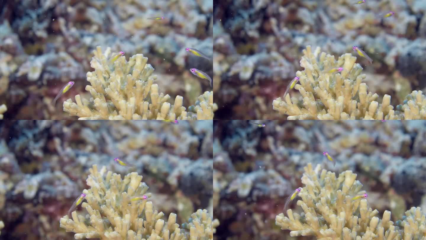 一只小虾虎鱼在白色珊瑚周围扑腾。红眼虾虎鱼(Bryaninops natans)四处游动