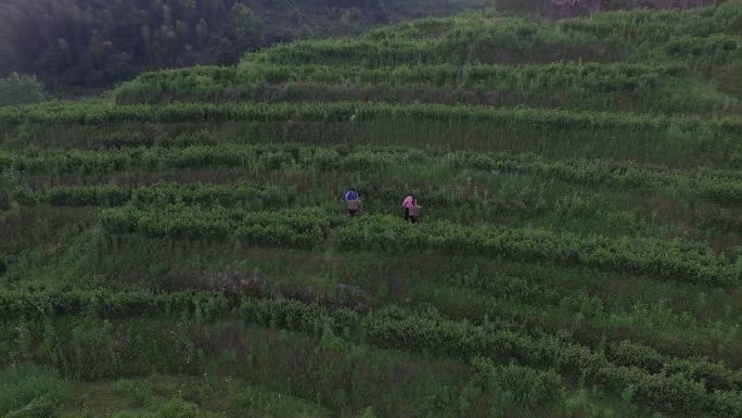 航拍高山梯田收春茶