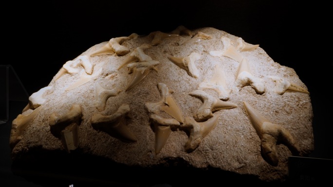 奥图鲨 海洋鱼类化石 始新世 三叠纪