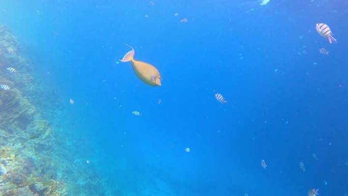 红海赫尔格达水下的短鼻刺尾鱼