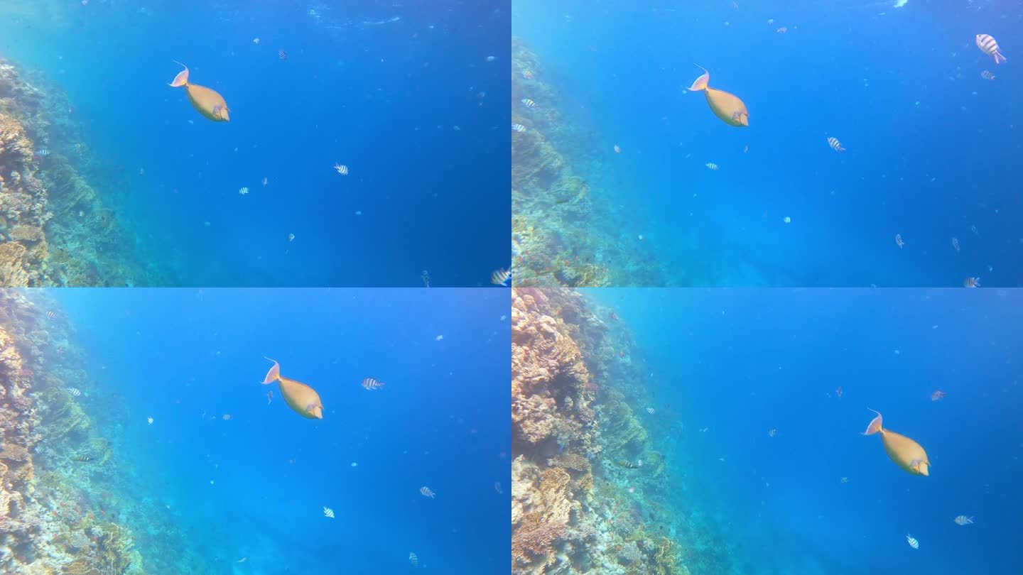 红海赫尔格达水下的短鼻刺尾鱼