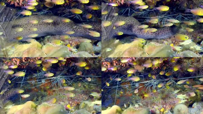 海鳗与红雀鱼和彩刺龙虾在水下。海鳗躲在珊瑚里的特写