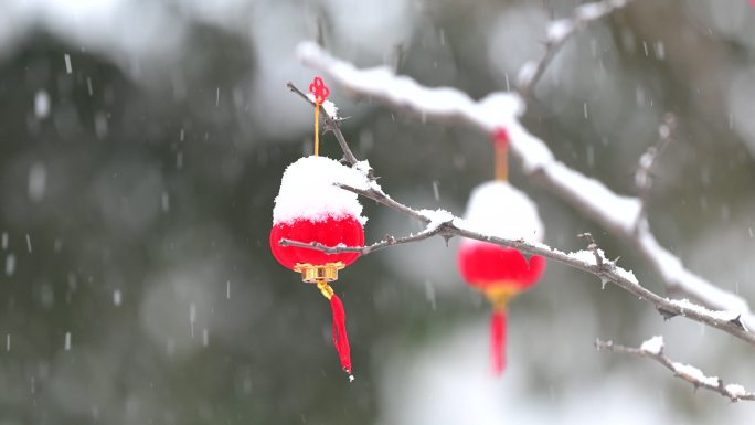 雪落在挂在树上的红灯笼上