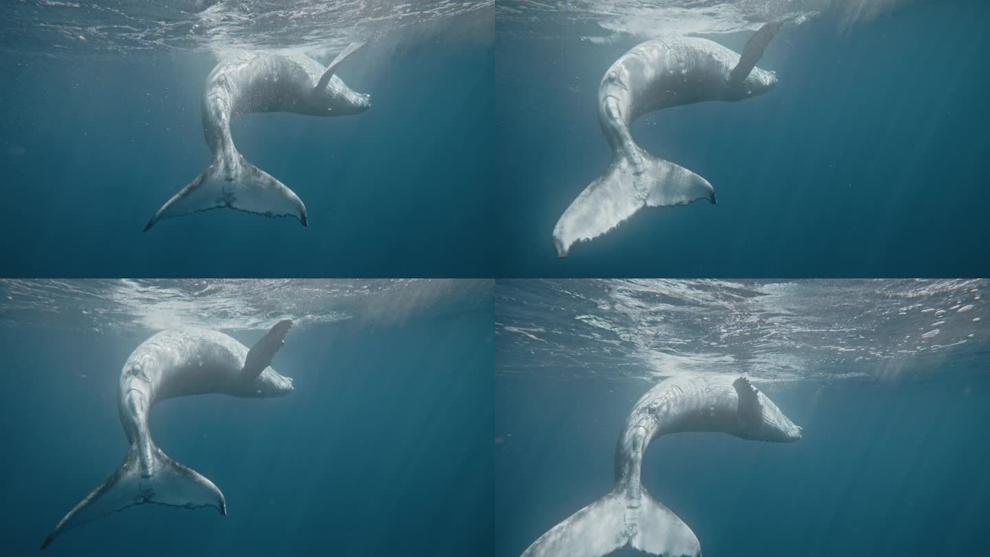 座头鲸的后视图，在水面滚动玩灵巧的慢动作