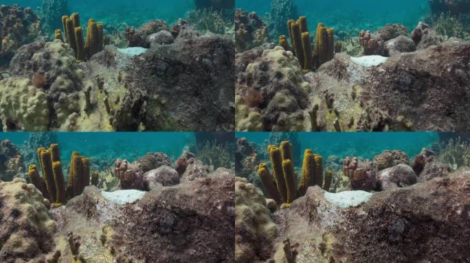 在加勒比海潜水时，孔雀比目鱼伪装在礁石上。用佳能R5拍摄，4K 60FPS。