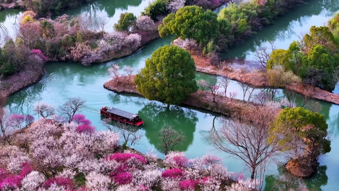 杭州西溪湿地梅花