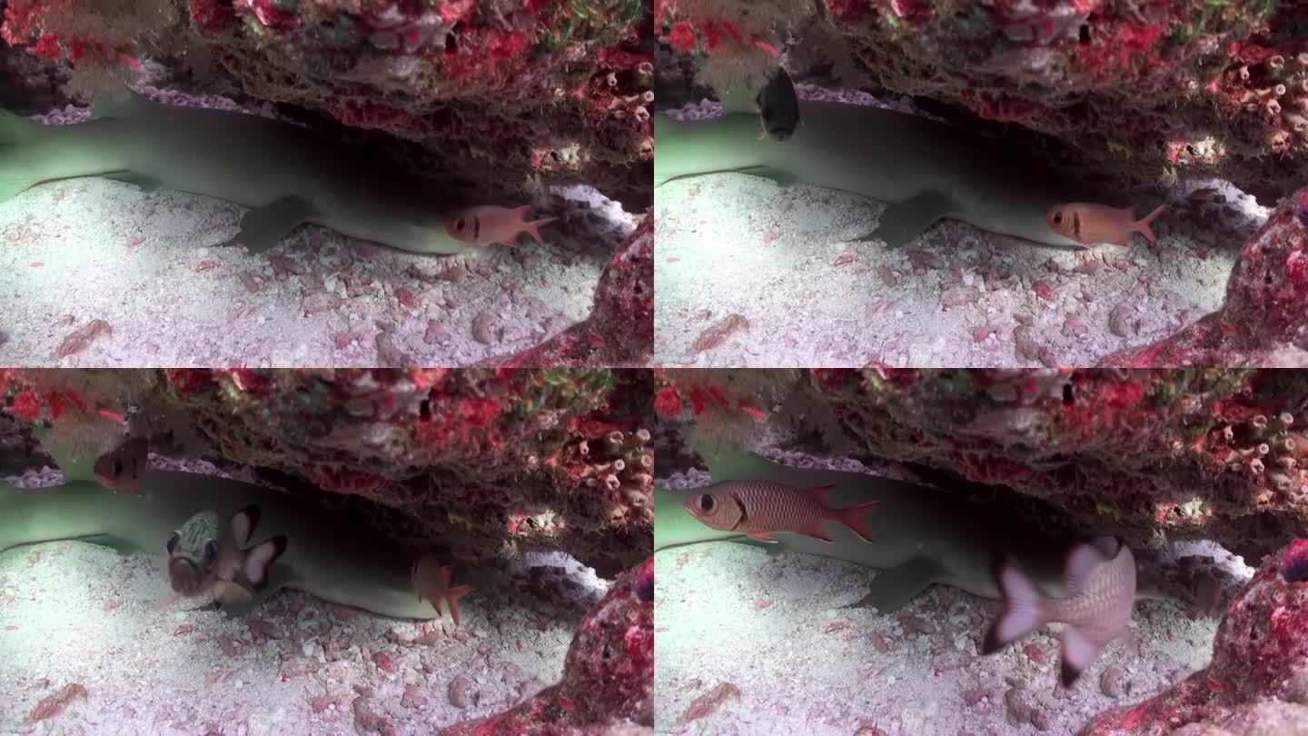 背景中的鱼在马尔代夫的海底胡须护士鲨。