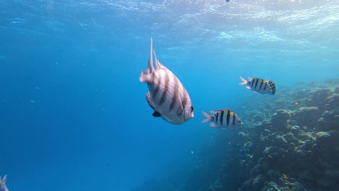 埃及红海珊瑚礁上的剪刀尾中士鱼