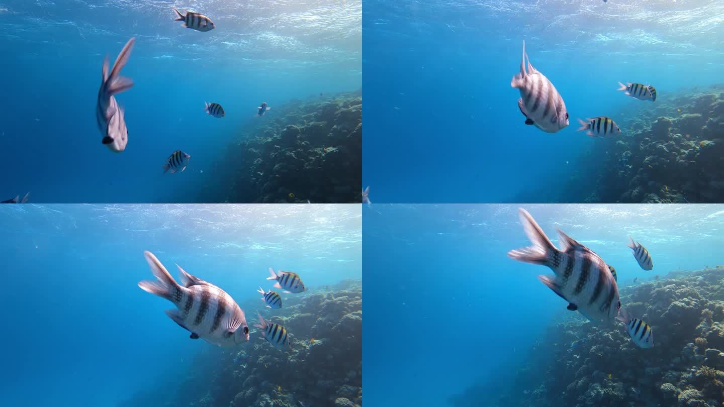 埃及红海珊瑚礁上的剪刀尾中士鱼