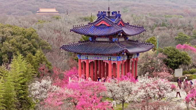 南京明孝陵梅花山4k