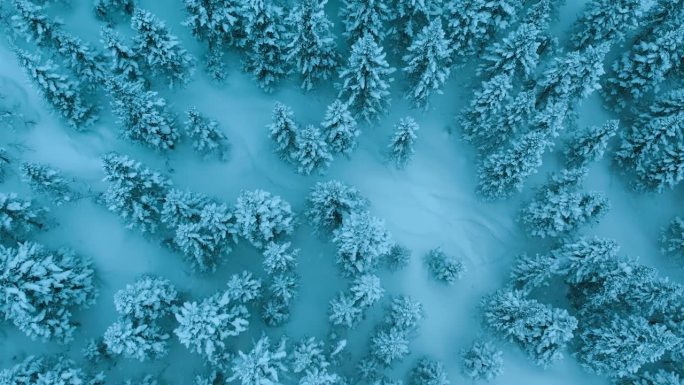 暴风雪中的雪山森林冬季景观航拍图。从上往下看高大的雪树。冬天的俄罗斯，西伯利亚。高品质4k画面