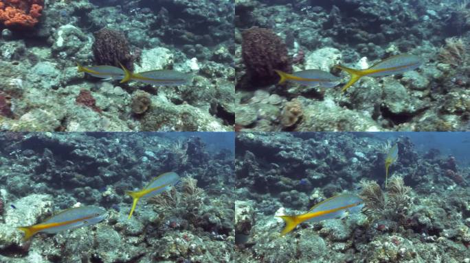 2条黄尾鲷一起游到礁石附近寻找食物。在佳能R5上以4K拍摄